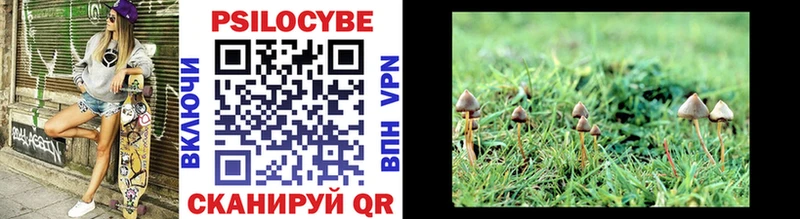 закладка  Краснодар  блэк спрут как зайти  Галлюциногенные грибы Cubensis 